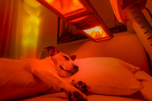 Red Light Therapy for Dogs & Pets
