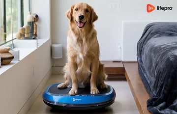 dog on vibration plate